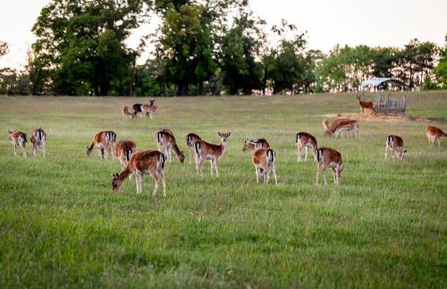 Ferienhof Domäne Groschwitz - Foto 25