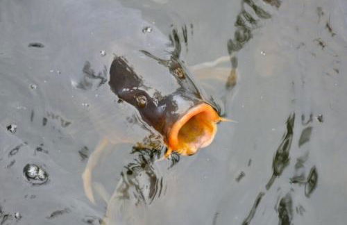 Maison Moulin Bousset - Foto 40