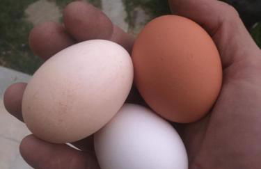 Agriturismo LaValleggia - Foto 135