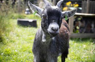 Home Farm & Lodge - Foto 44