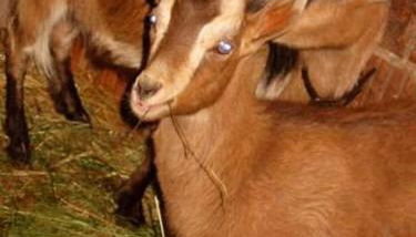 Reit- und Ferienhof Emstal - Foto 3