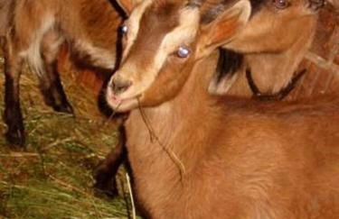 Reit- und Ferienhof Emstal - Foto 3