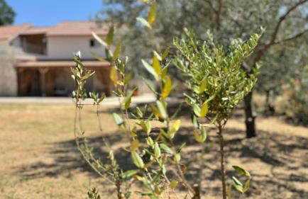 Dolce Terra - Photo 47