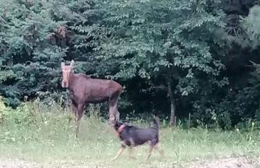 Wyciszek - mazurska agroturystyka - Foto 24