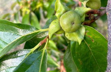 Cruna di Subida Wine Country House - Foto 50