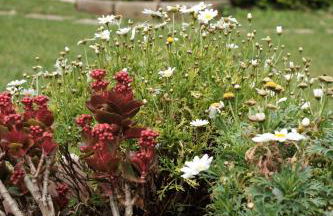 La Coccinella - Foto 13