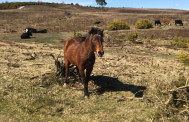 Little Banks Barn - Foto 19