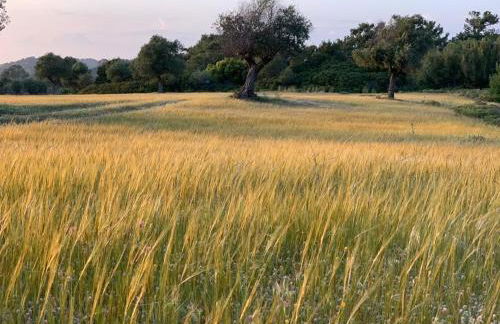 AGROTOPIA Guesthouses - Foto 36