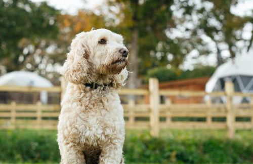 The Little Retreat, Pembrokeshire - Photo 25