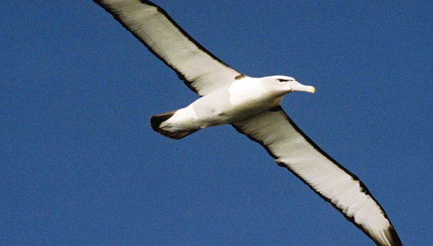 Bruny Island Cruise - Photo 4