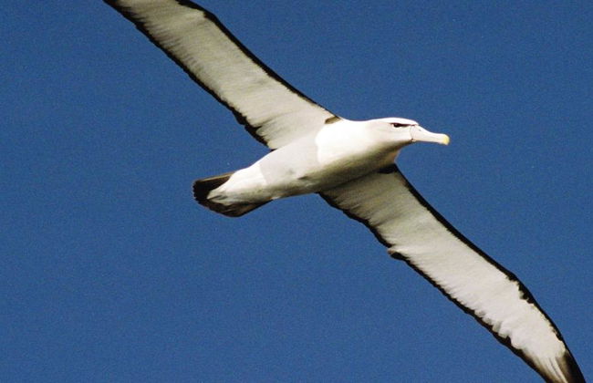 Bruny Island Cruise - Photo 4