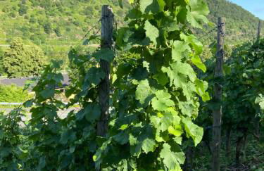 Ferienwohnung am Kirchberg - Foto 14