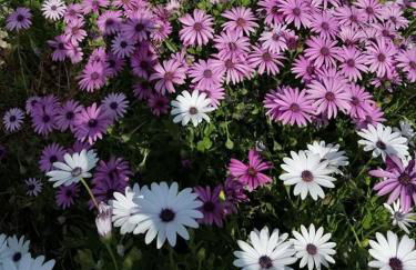 Casa da Palmeira - Foto 25