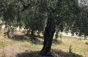 Villa con piscina vicino Roma - Foto 40