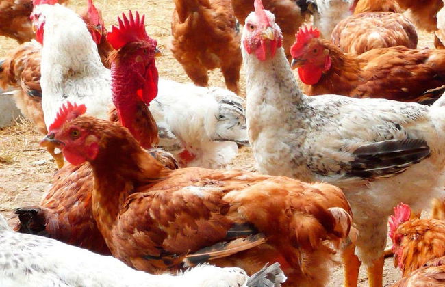 Fattoria Giunasco - Foto 27