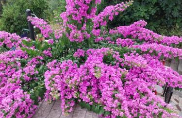 Apartment Milica - Foto 16