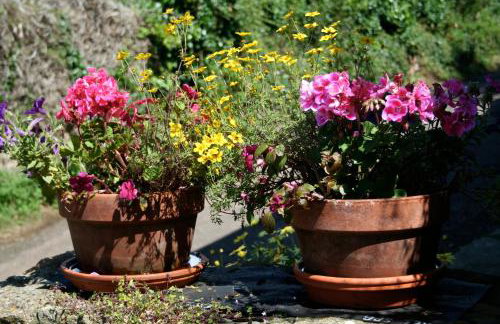 The Cottage Abbotsbury - Foto 9