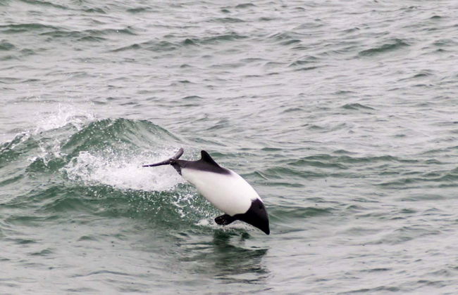 Avistamiento de delfines en el estrecho de Magallanes - Foto 7