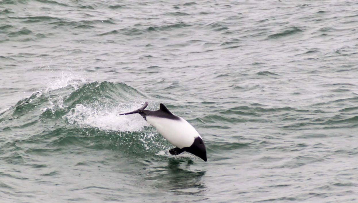 Avistamiento de delfines en el estrecho de Magallanes