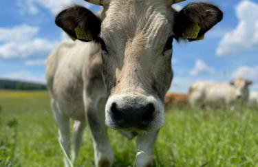 Pastelova Krova - domki w Bieszczadach - Foto 40