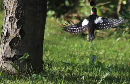 Acquavilla - Foto 18