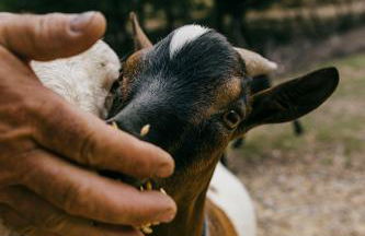 Agriturismo San Gregorio - Foto 17