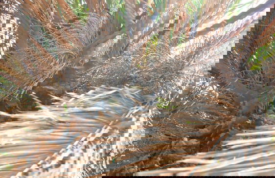 Apartments Tereza - Foto 39