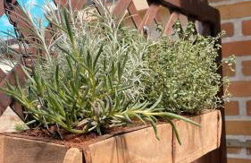 Ferienwohnungen Weise im Lausitzer-Seenland - Photo 3