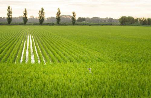 Coucher de soleil en Camargue - Foto 37