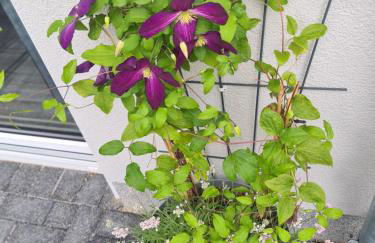 Ulmen Krone - Photo 12