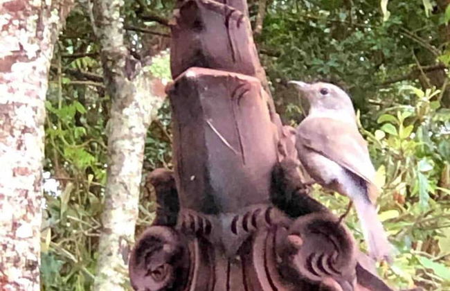 Cabane Tiny Tree House no4 - Foto 76