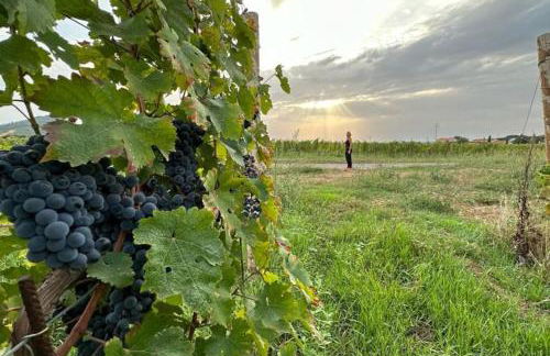 Podere Casa La Gualda - Foto 24