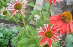 Retreat to Stella Maris Soul Spa by the Russian River - Foto 28