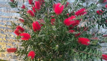 ETOILE DU BERGER Saint Aygulf 3 Villas et 4 appartements jardin individuel et piscine chauffée en saison - la mer et les plages 450 m - Foto 5, Garden view