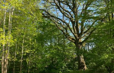 Apartament w XIX-wiecznym Spichlerzu nad Jeziorem z dostępem do parku i widokiem na Dworek Modrzewiowy z 1823 roku - Foto 46