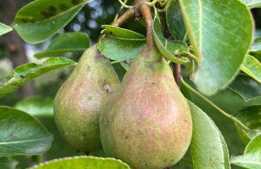 Green House kuća s 4 spavaće sobe - Foto 18