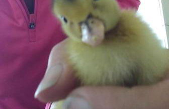 Blackberry Annex. Detached cottage. Rural location - Foto 24