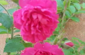 Agriturismo L'isola - Foto 3