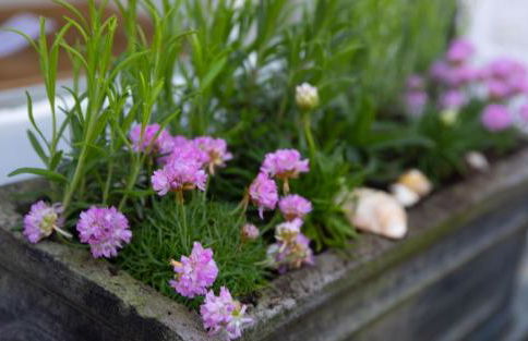 Brakestone Cottage in the heart of Port Isaac - Foto 30