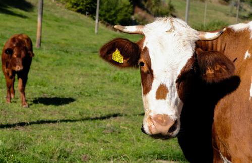 Ferienhof Giedensbach - Photo 14