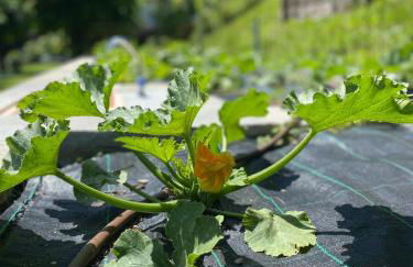 Bellagio Lake View apartment Rosabella with swimming-pool - Foto 39