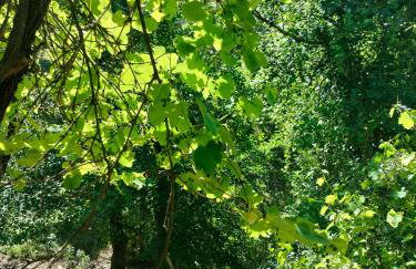 Casa Celia - Foto 41