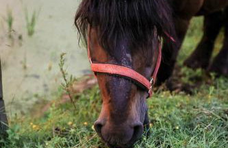 Gajówka Pilica 45A - Foto 49