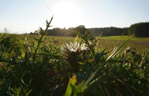 Ferienwohnung Reimann mit kostenloser AlbCard - Foto 16