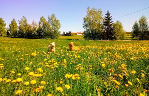 Zakątek Szczęścia Eko Agroturystyka - Foto 46