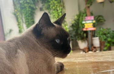 Aconchego Dourado I Alugue casa com piscina a 17min da praia - Photo 44
