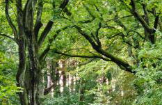 Ferienhaus in der historischen Altstadt von Angermünde - Foto 38