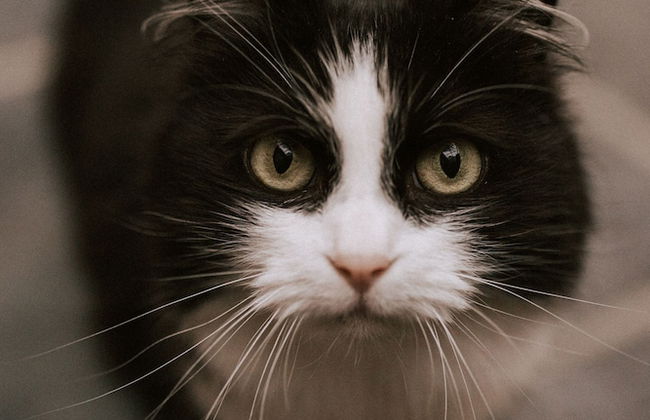 La Petite For t Antique Countryside Greenhouse - Photo 41