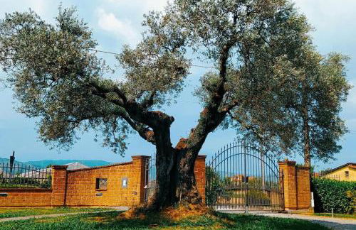 Casolare L'Antico Olivo - Foto 1