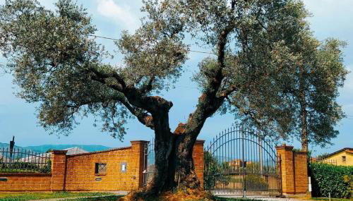 Casolare L'Antico Olivo - Foto 1